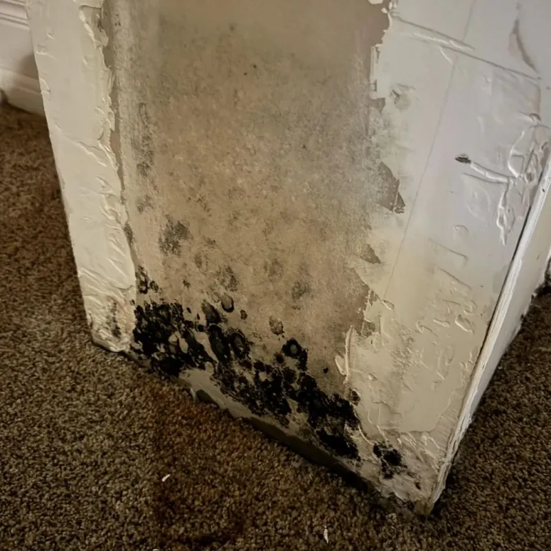 Professional Mold Removal in Northampton County, NC